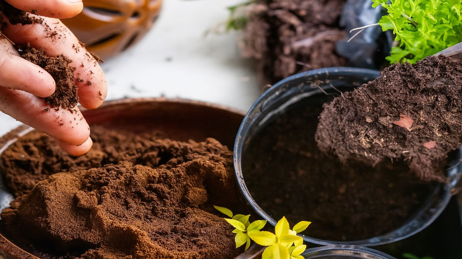 Stop Throwing This in the Trash: Gardeners Swear This Kitchen Waste Transforms Plants Like Magic