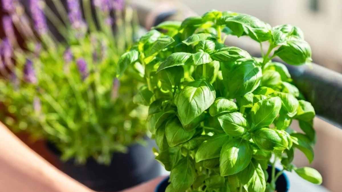 récolte continue des feuilles