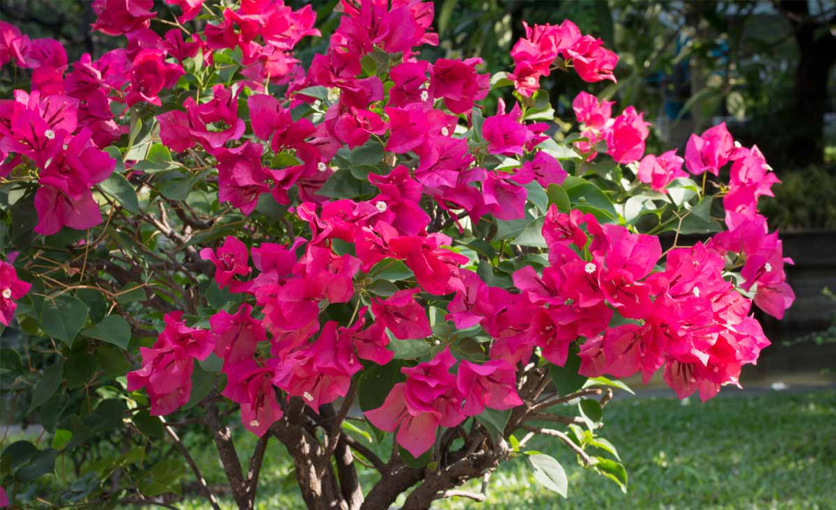 Bougainvillier en pot