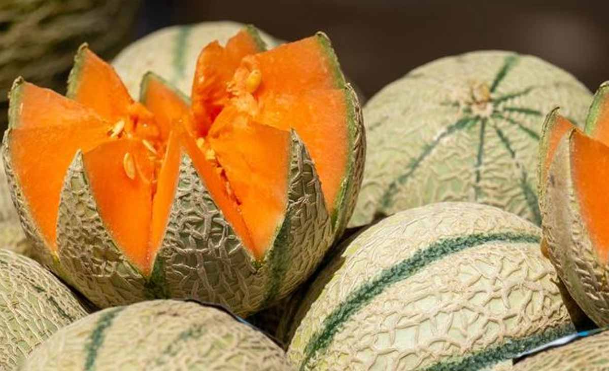 choisir un bon melon