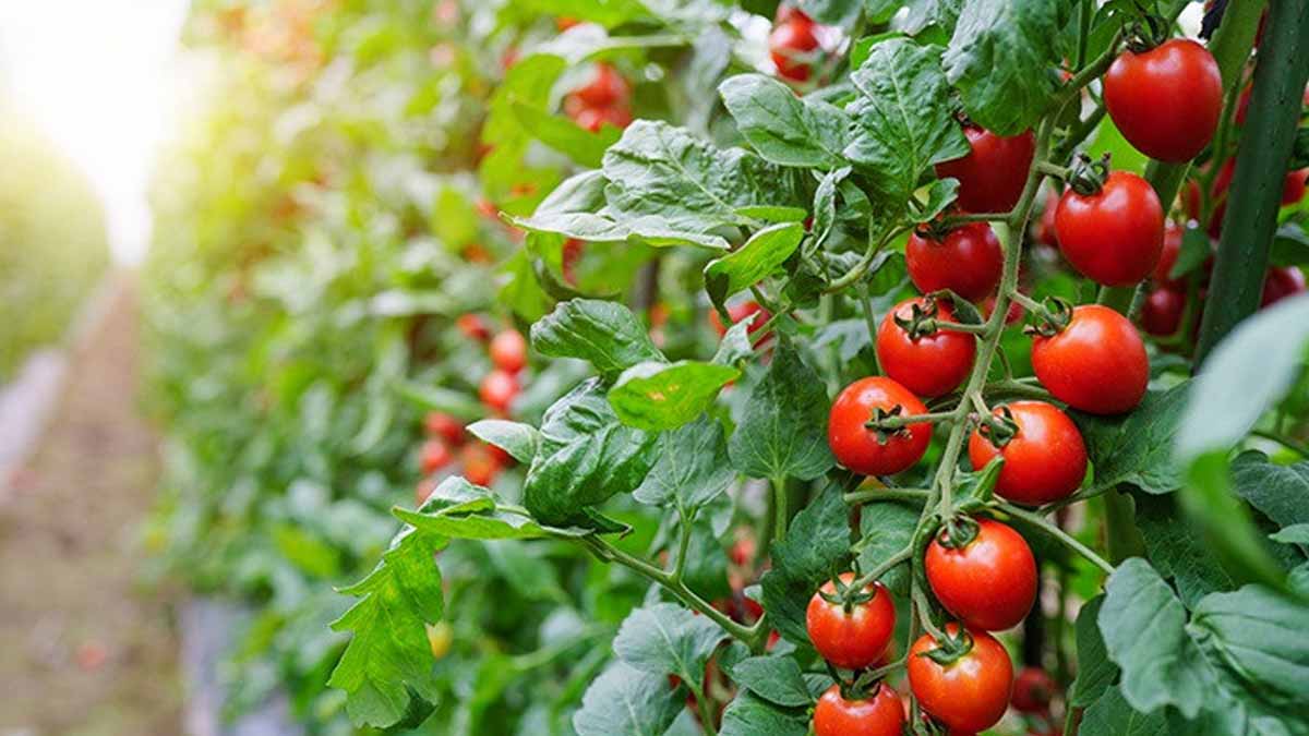 planter vos tomates