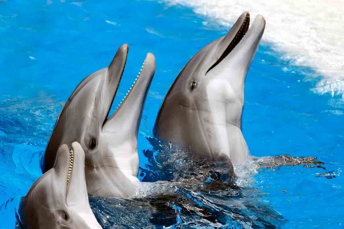 les dauphins et les orques