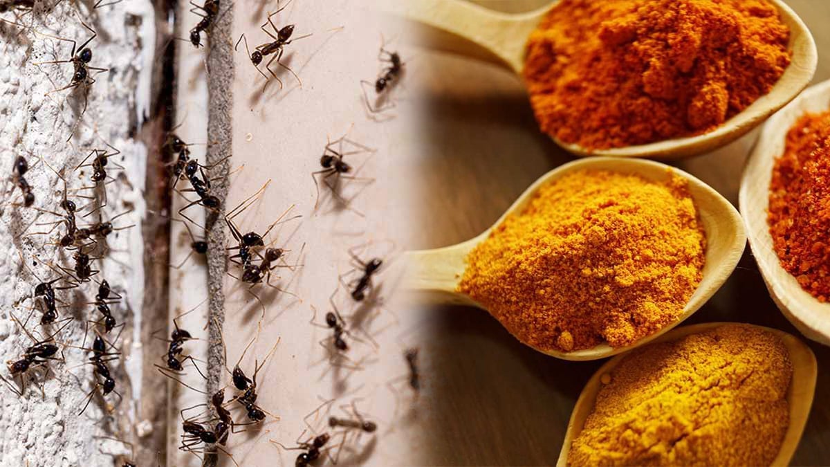 poudre de cuisine