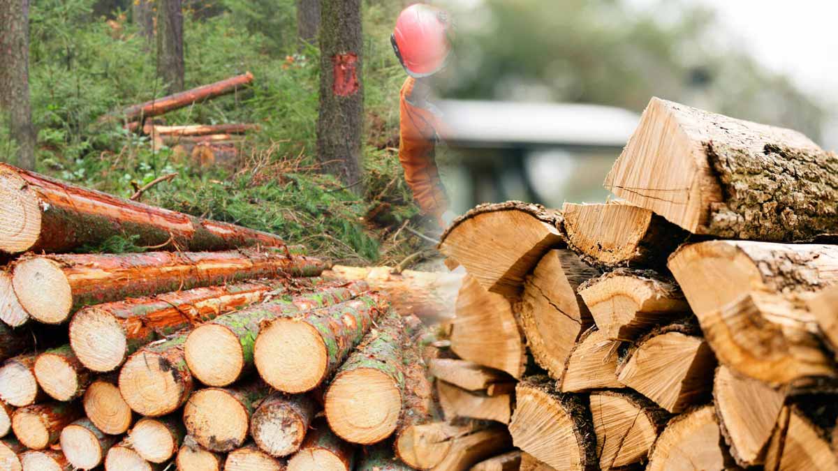 bois de chauffage