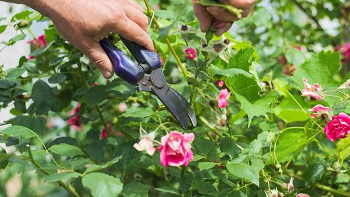 floraison de vos rosiers