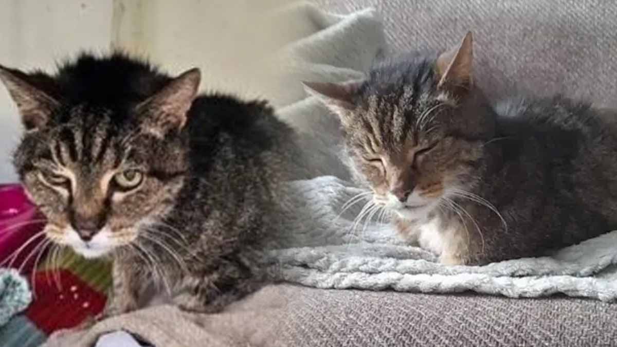 chat de 20 ans
