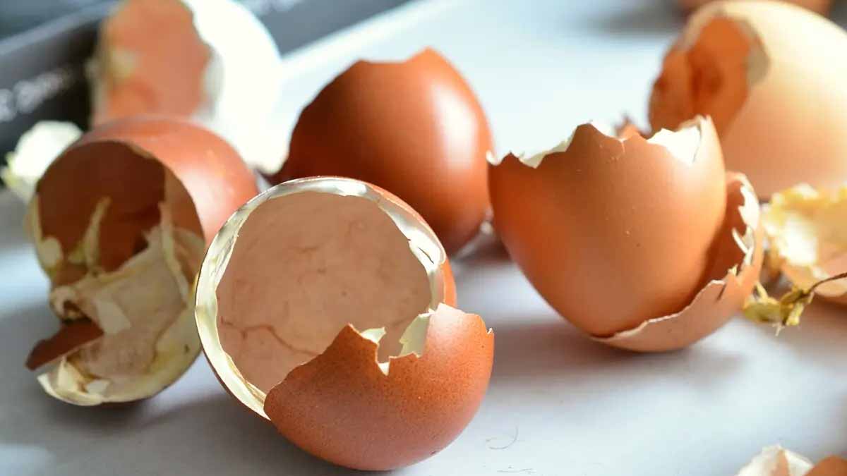Astuce Coquilles d'œufs