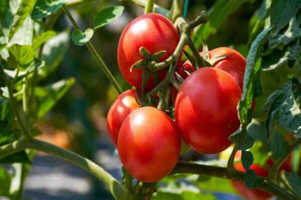 La curieuse plantation de tomates horizontales