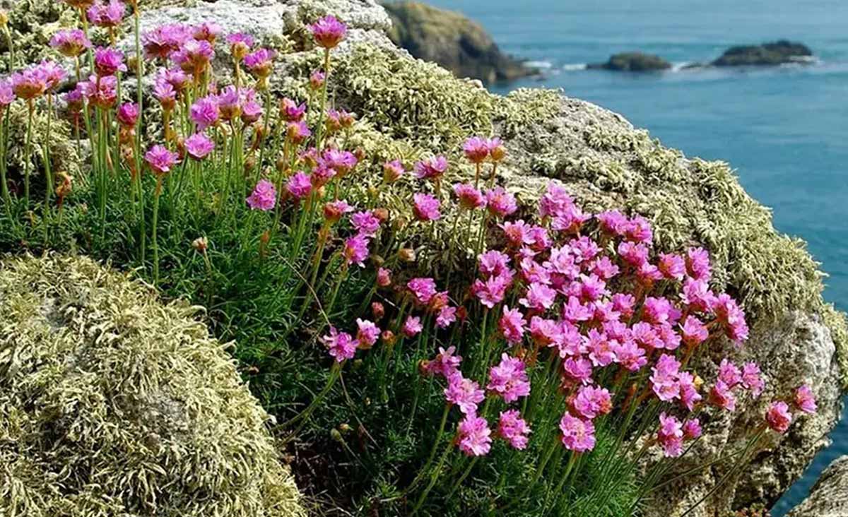 fleur qui résiste à tout
