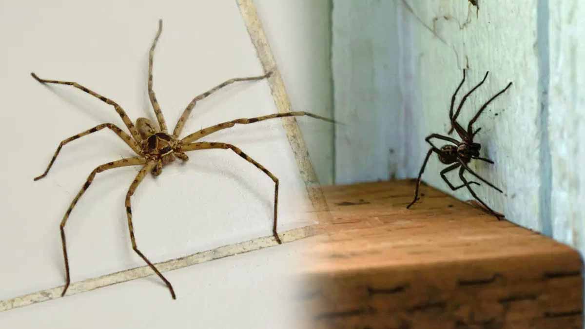 araignées dans votre maison