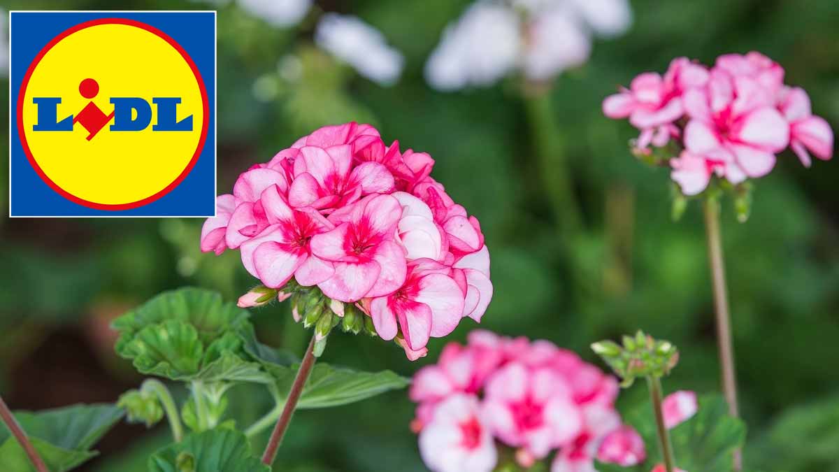 fleur à 2 euros