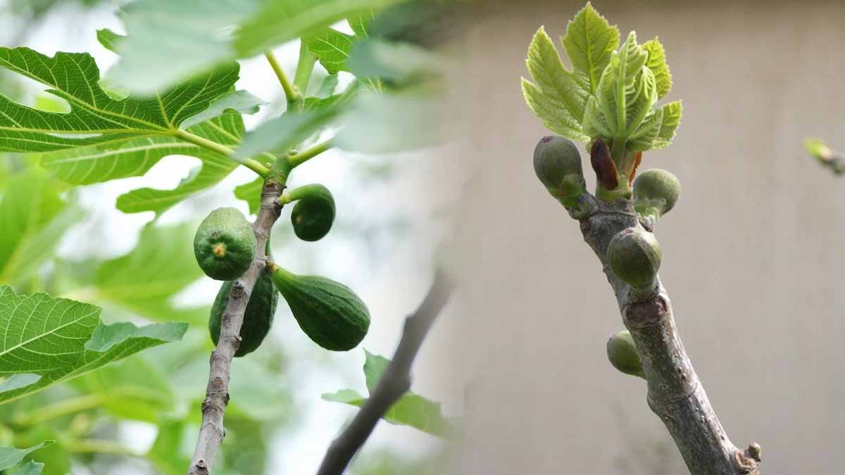 petites figues fleurs