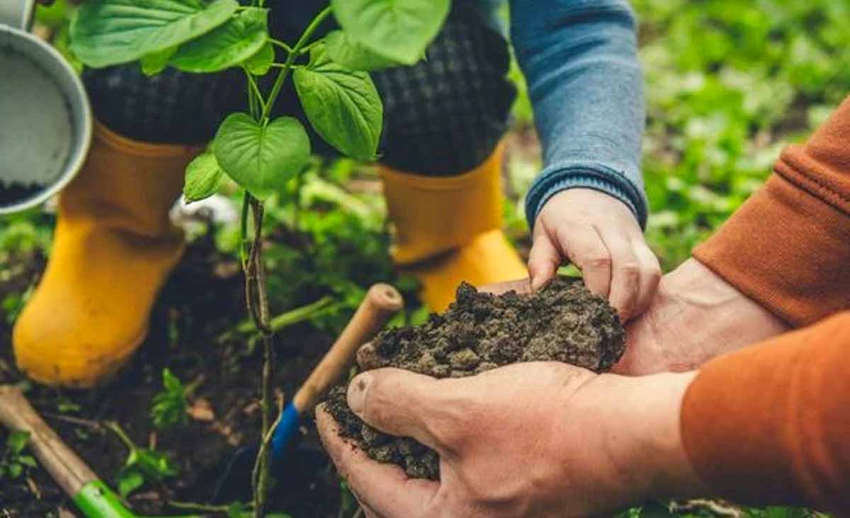 fourchette dans le potager