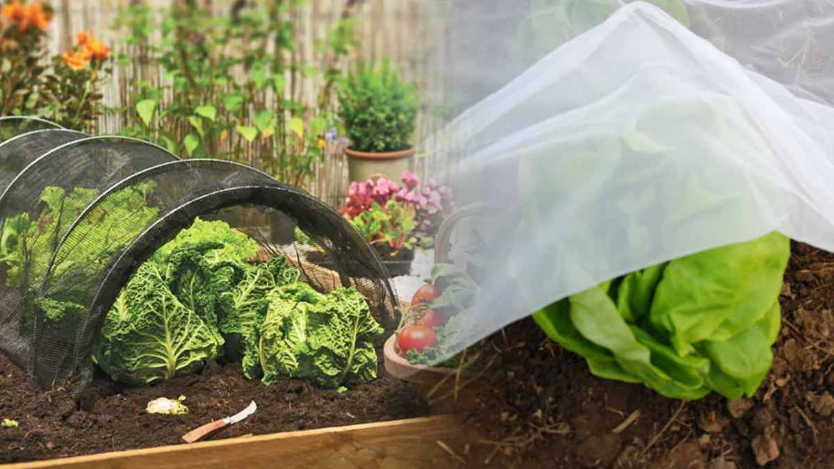 protéger son potager