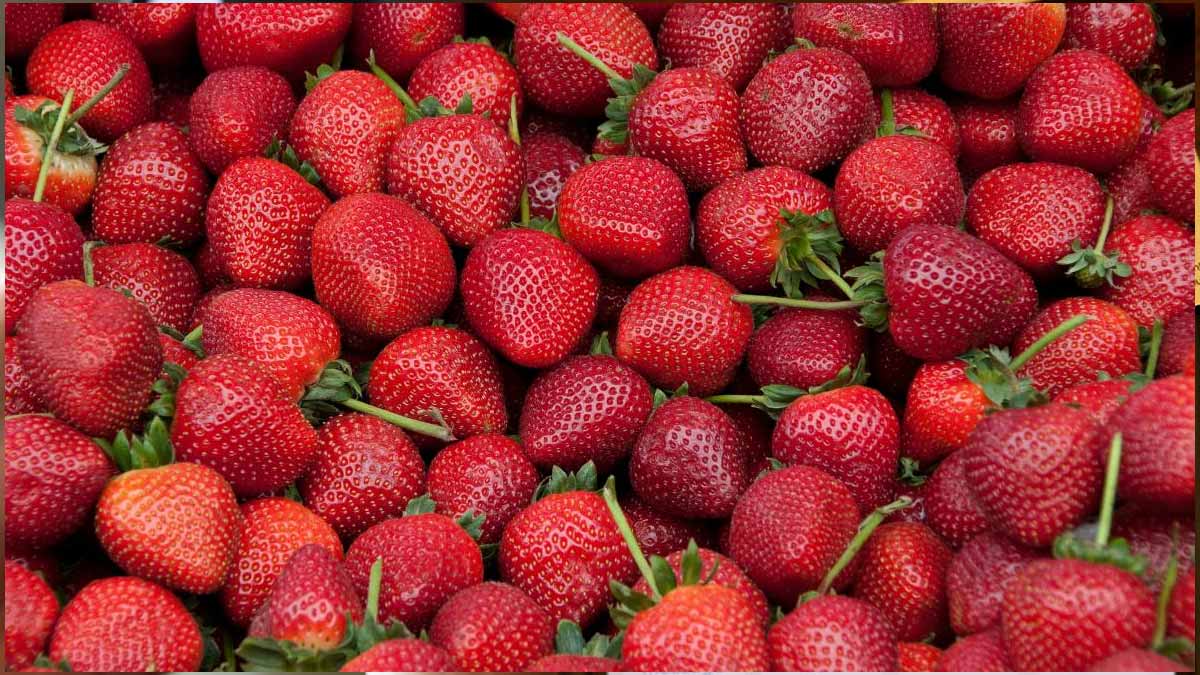fraises