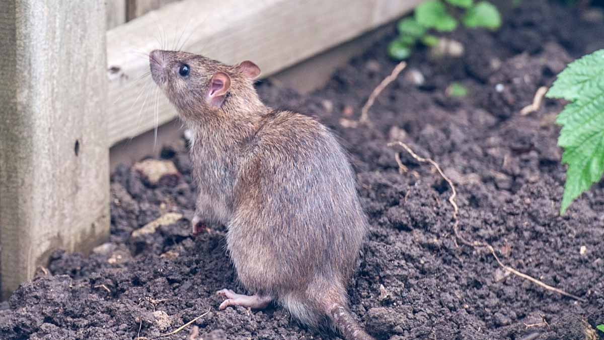 rats dans le jardin