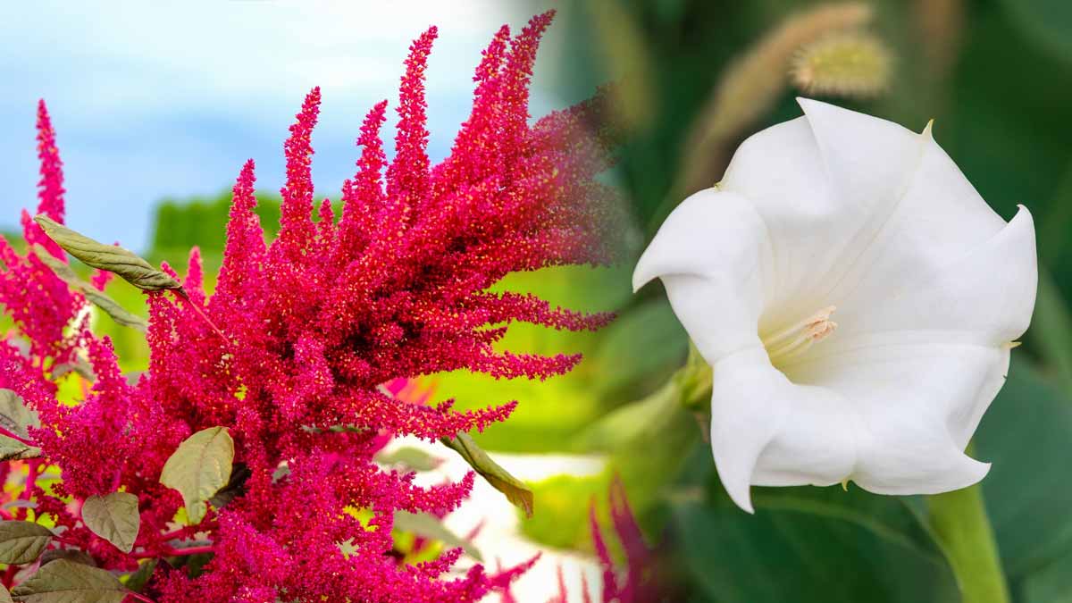 fleurs XXL