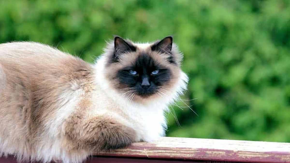 races de chat