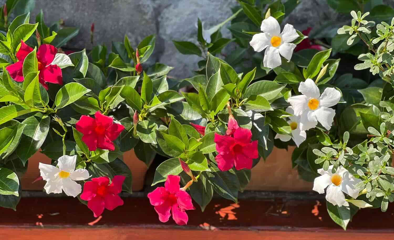 Votre dipladenia fleurira toute l'année